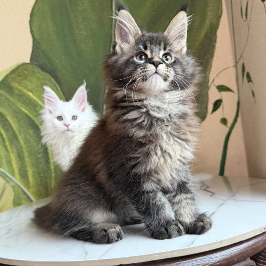 Cleo Maine Coon male, black ticked tabby