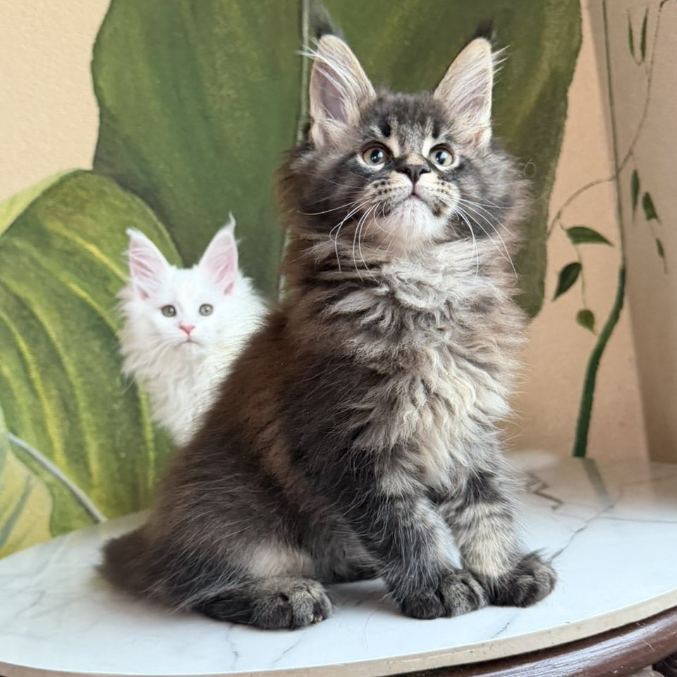 Cleo Maine Coon male, black ticked tabby