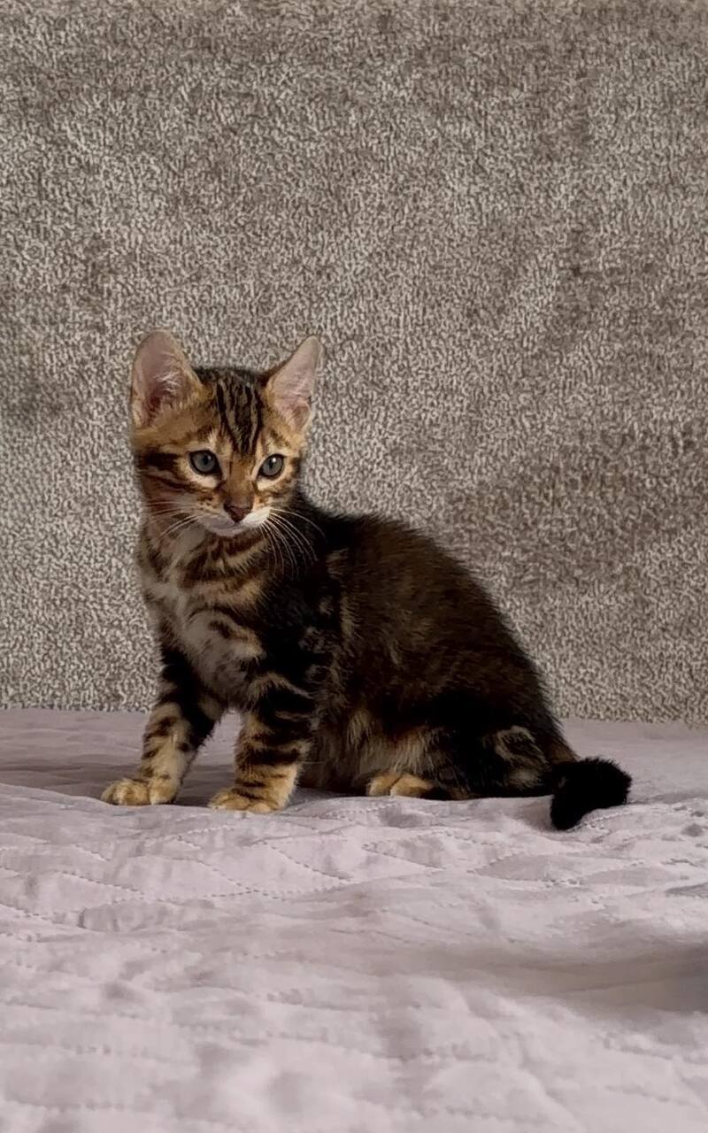 Bazzi Bengal male black tabby - live animals
