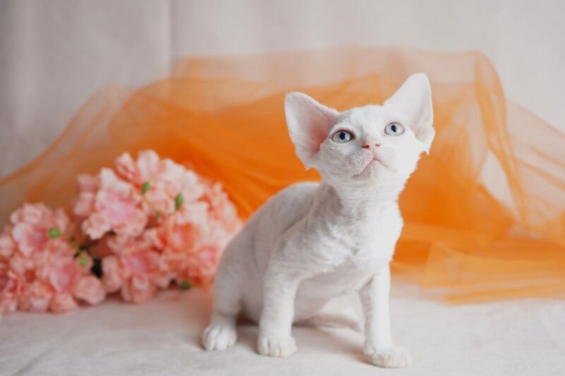 Nika Devon Rex female white - live animals