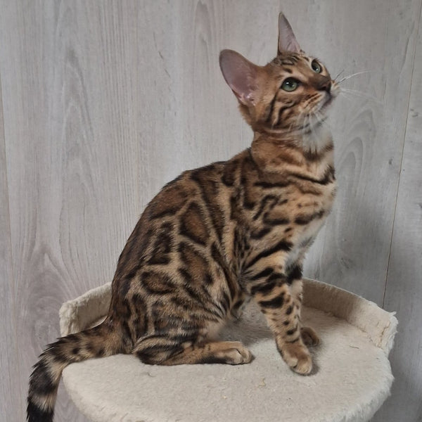 Boston Bengal male, black spotted tabby