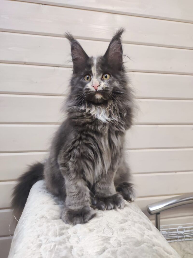 Enigma Maine Coon polydactyl female, blue tortie with white