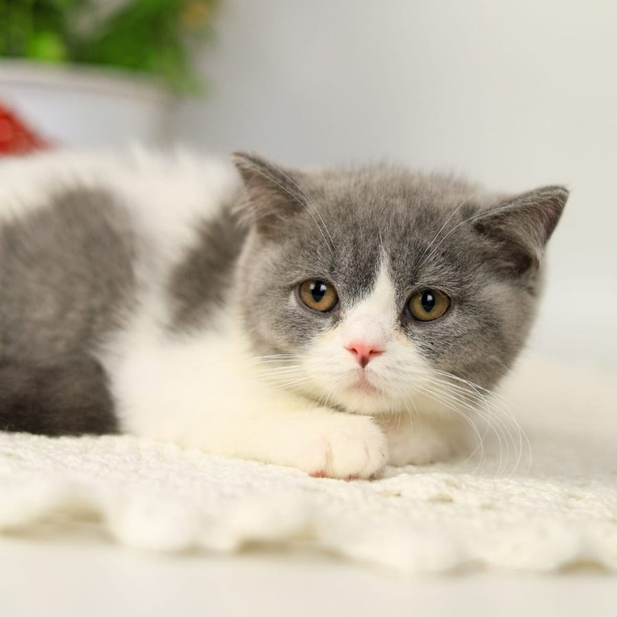 Mihael British Shorthair male, blue bicolour
