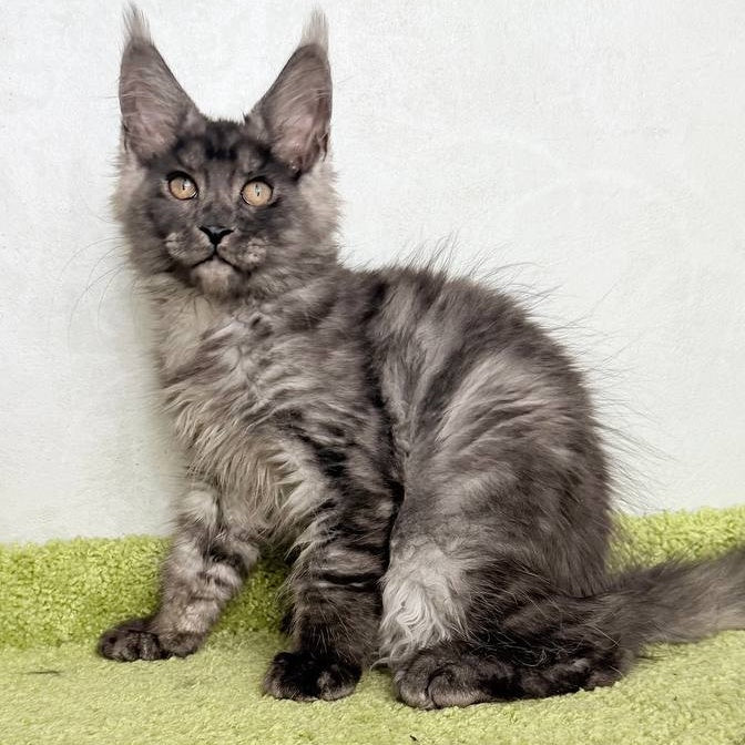 Katherine Maine Coon female, black silver