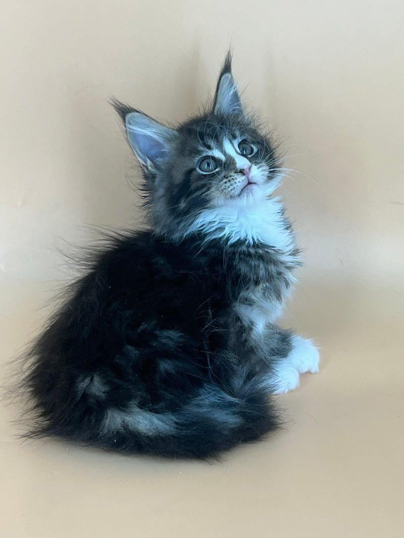 Bershka Maine Coon female, black tortie tabby bicolour