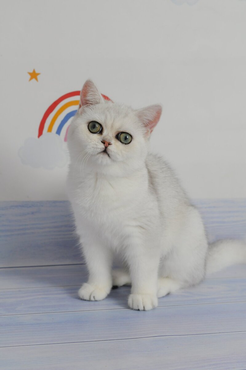 Barbie British Shorthair female, black silver shaded