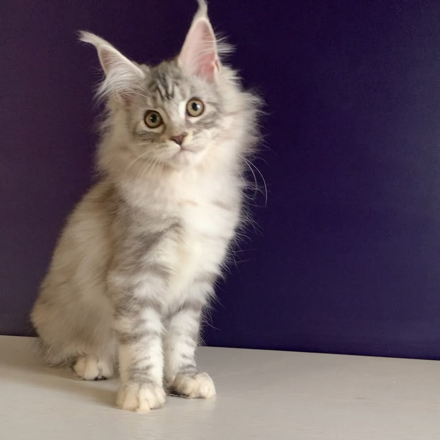 Malibu Maine Coon female, black tortie silver tabby