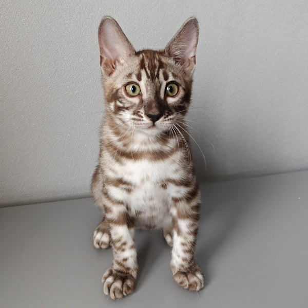 Karina Bengal female, black amber spotted tabby pointed