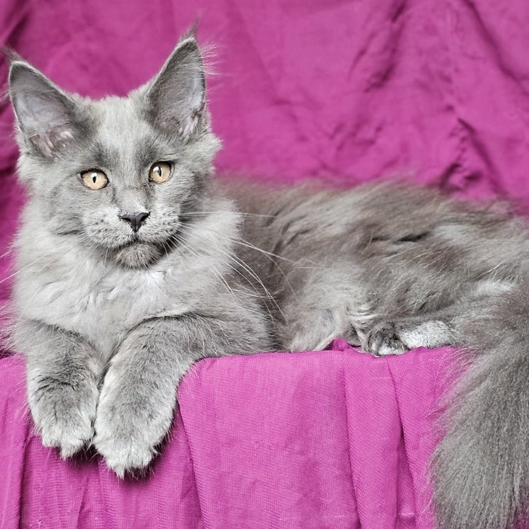 Freya Maine Coon female, blue