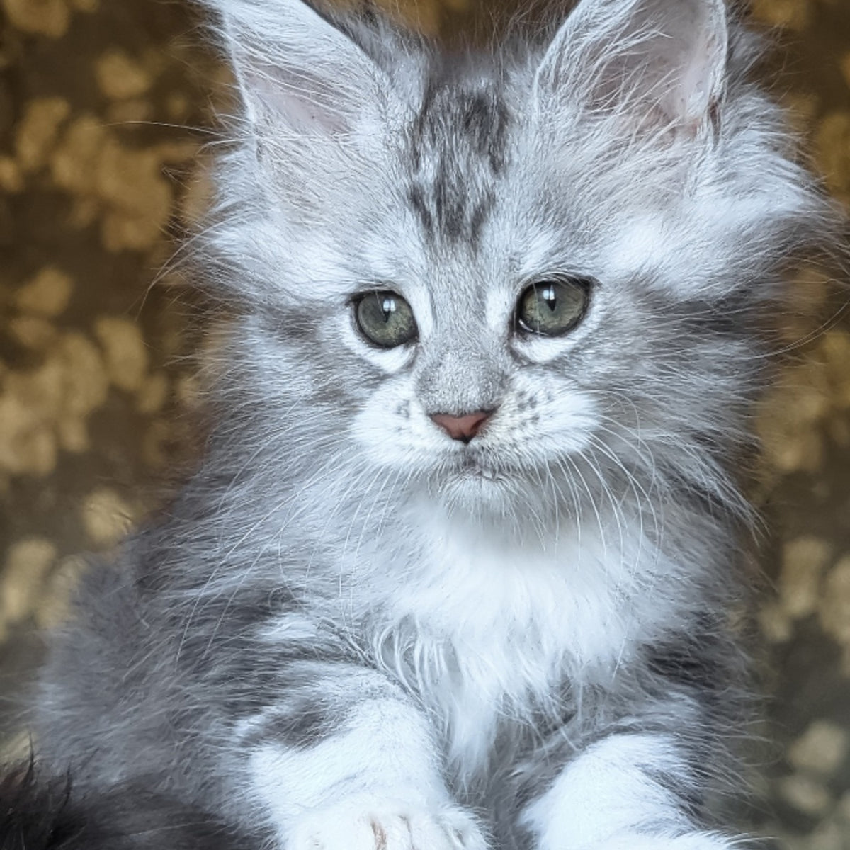 Inneta Maine Coon female, black silver tabby with white
