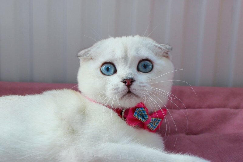 Bianca Scottish Fold female, black silver shaded pointed