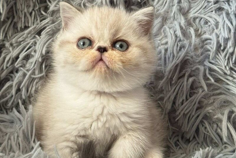Aria Persian female, black tortie silver with white tabby pointed