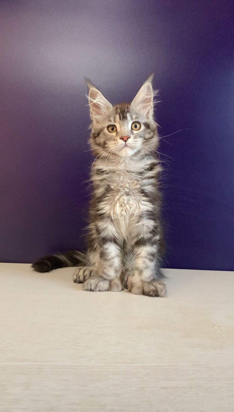 Oregona Maine Coon polydactyl female, black silver tabby