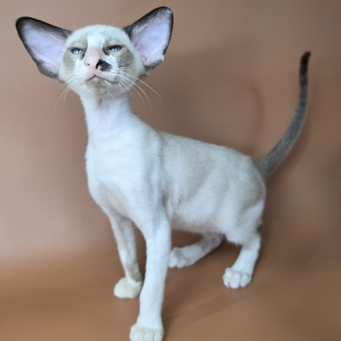 Ivory Siamese female, black bicolour