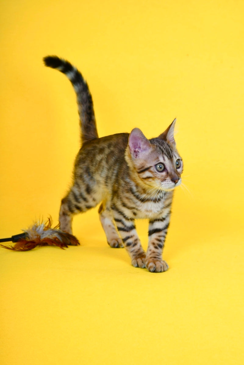 Jaguar Bengal male, black spotted tabby