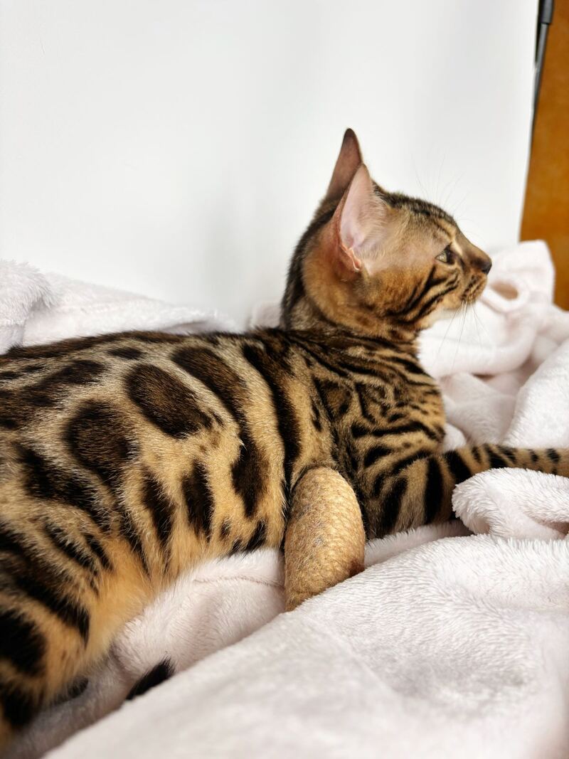 Lola Bengal female black spotted tabby - live animals