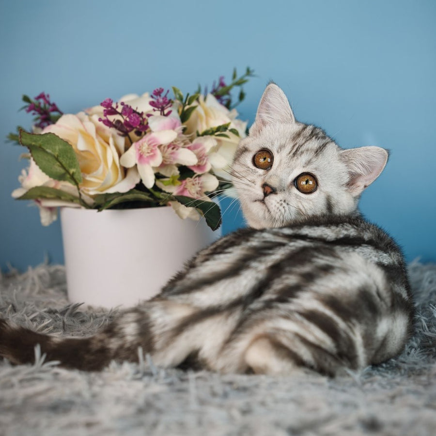 Yara Scottish Straight female, black silver tabby