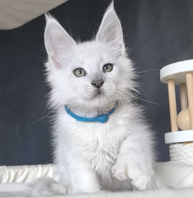 Urman Maine Coon polydactyl male, black silver chinchilla