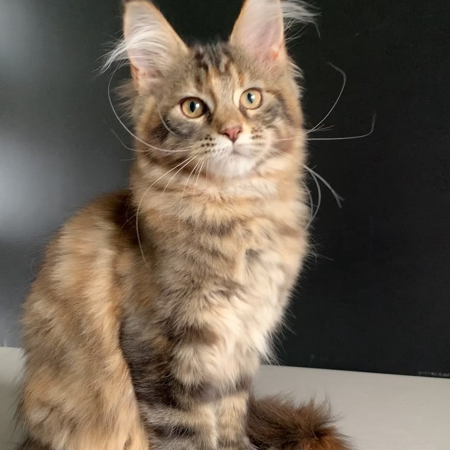 Ozzi Maine Coon polydactyl 6x6x6x6 female, black tortie tabby