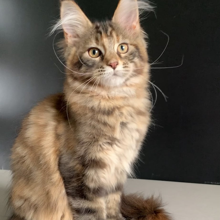 Ozzi Maine Coon polydactyl 6x6x6x6 female, black tortie tabby