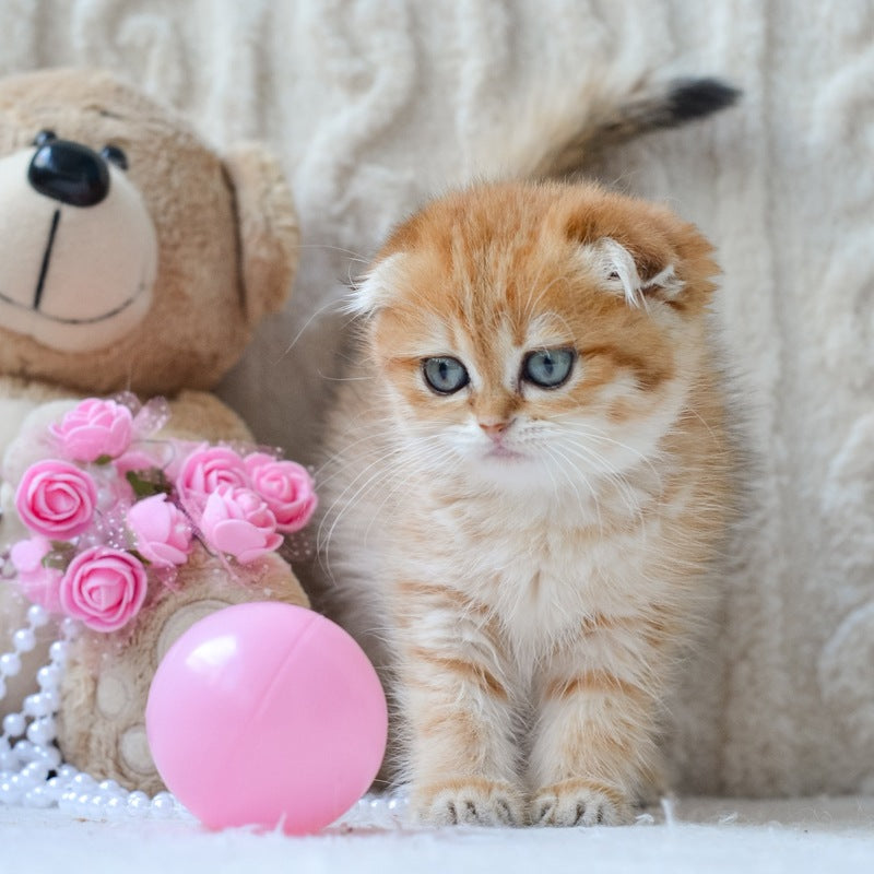 Iris Scottish Fold female, black golden spotted tabby