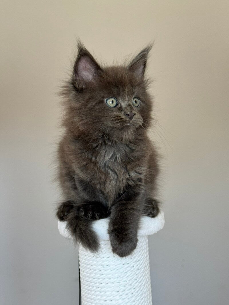 Ousei Maine Coon male, blue with white