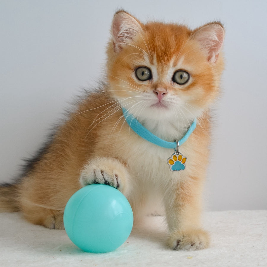 Grant British Shorthair male, black golden shaded