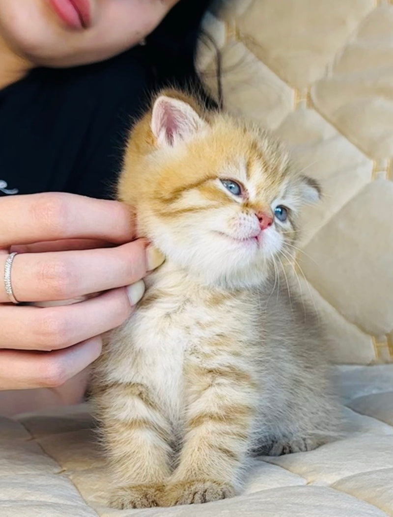 Evelyn British Shorthair female, cinnamon golden spotted tabby
