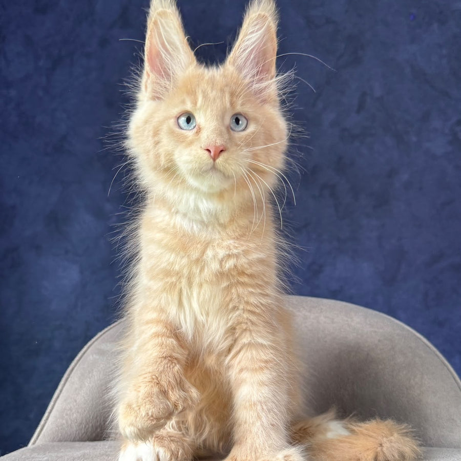 Rumbik Maine Coon polydactyl 6x6x6x6 male, cream with white
