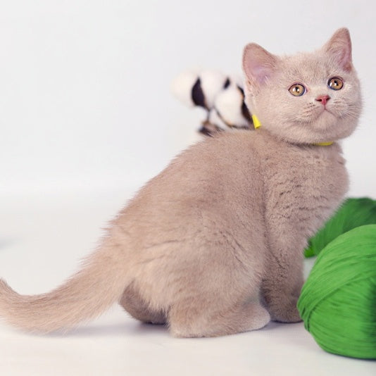 Milky British Shorthair female, fawn
