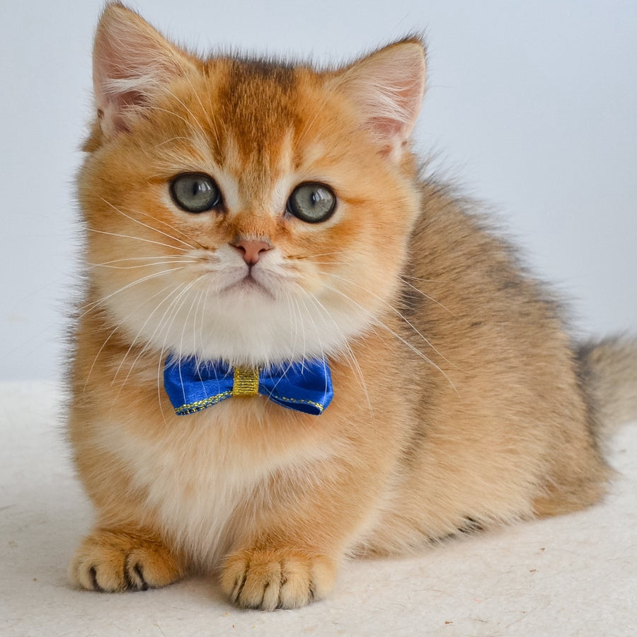 Ivar Munchkin male, black golden ticked tabby