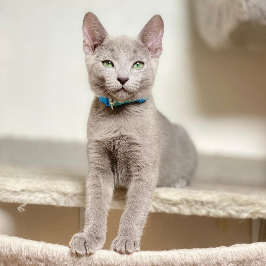 Ford Russian Blue male, blue