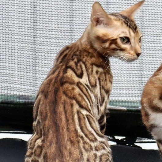 Touluz Bengal male, black spotted tabby