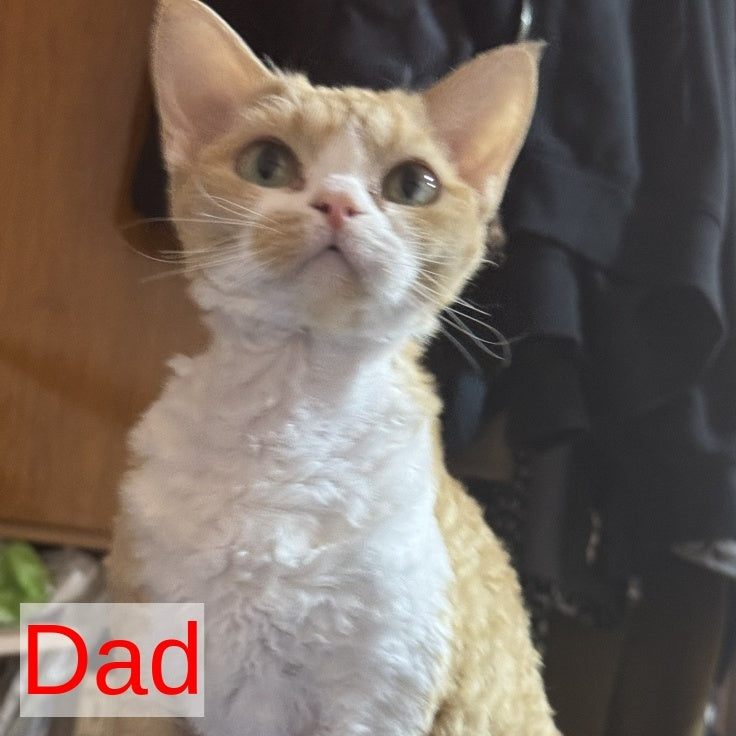 Nonna Devon Rex female, black tortie
