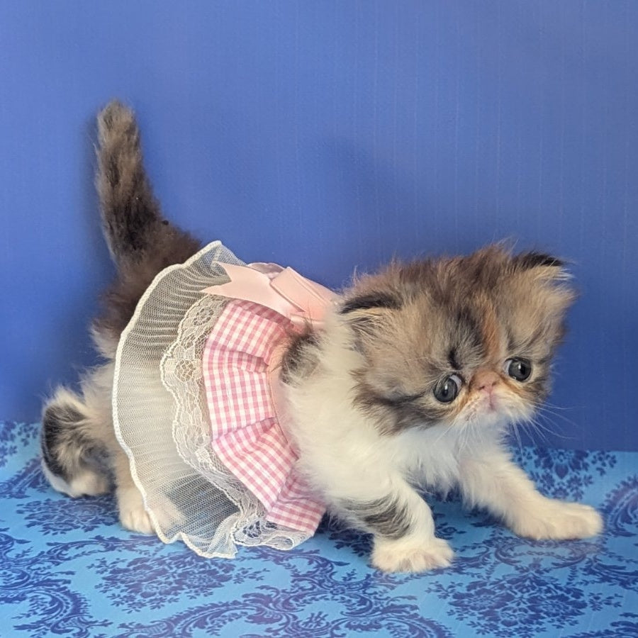 Roksolana Persian female, black tortie tabby harlequin