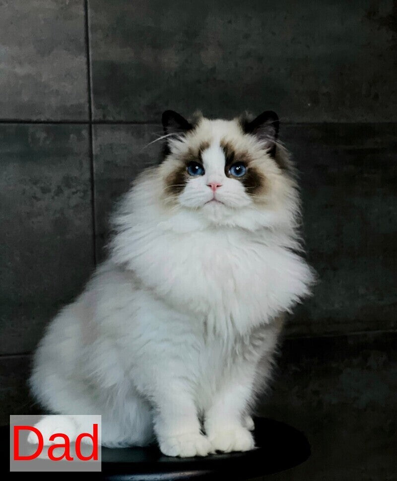 Yulik Ragdoll male black bicolour - live animals