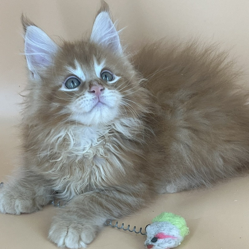 Brian Maine Coon male, red tabby
