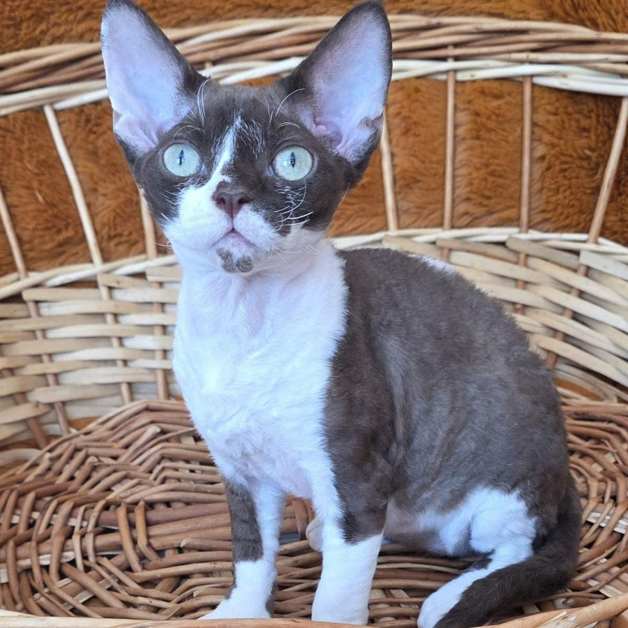 Uylis Devon Rex male, chocolate bicolour