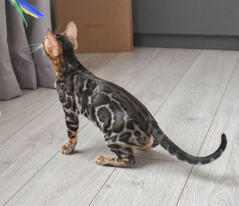 Wolt Bengal male black spotted tabby - live animals
