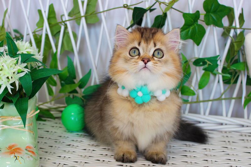 Calvin Munchkin male, chocolate golden ticked tabby