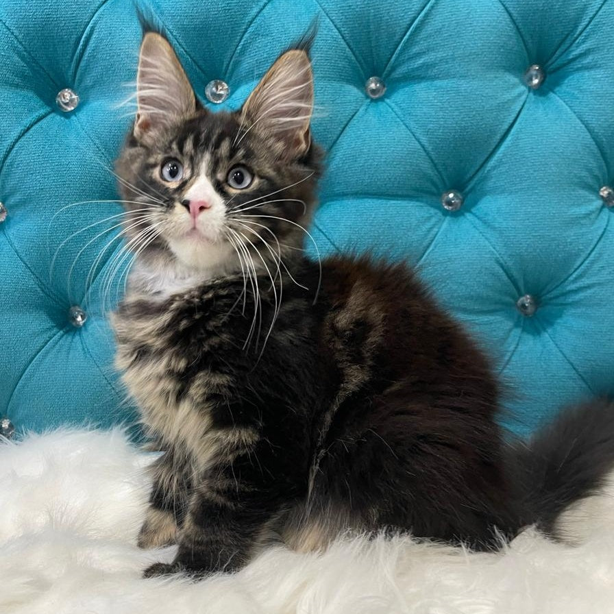 Urkhon Maine Coon male, black tabby with white