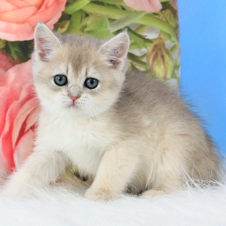 Tosha British Shorthair male, blue golden shaded