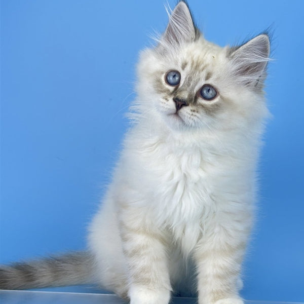 Atos Siberian male, black tabby pointed bicolour