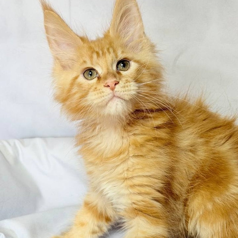 Luthor Maine Coon male, red tabby