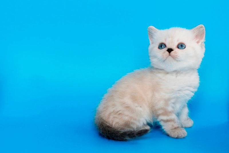 Navarro British Shorthair male black tabby pointed - live animals