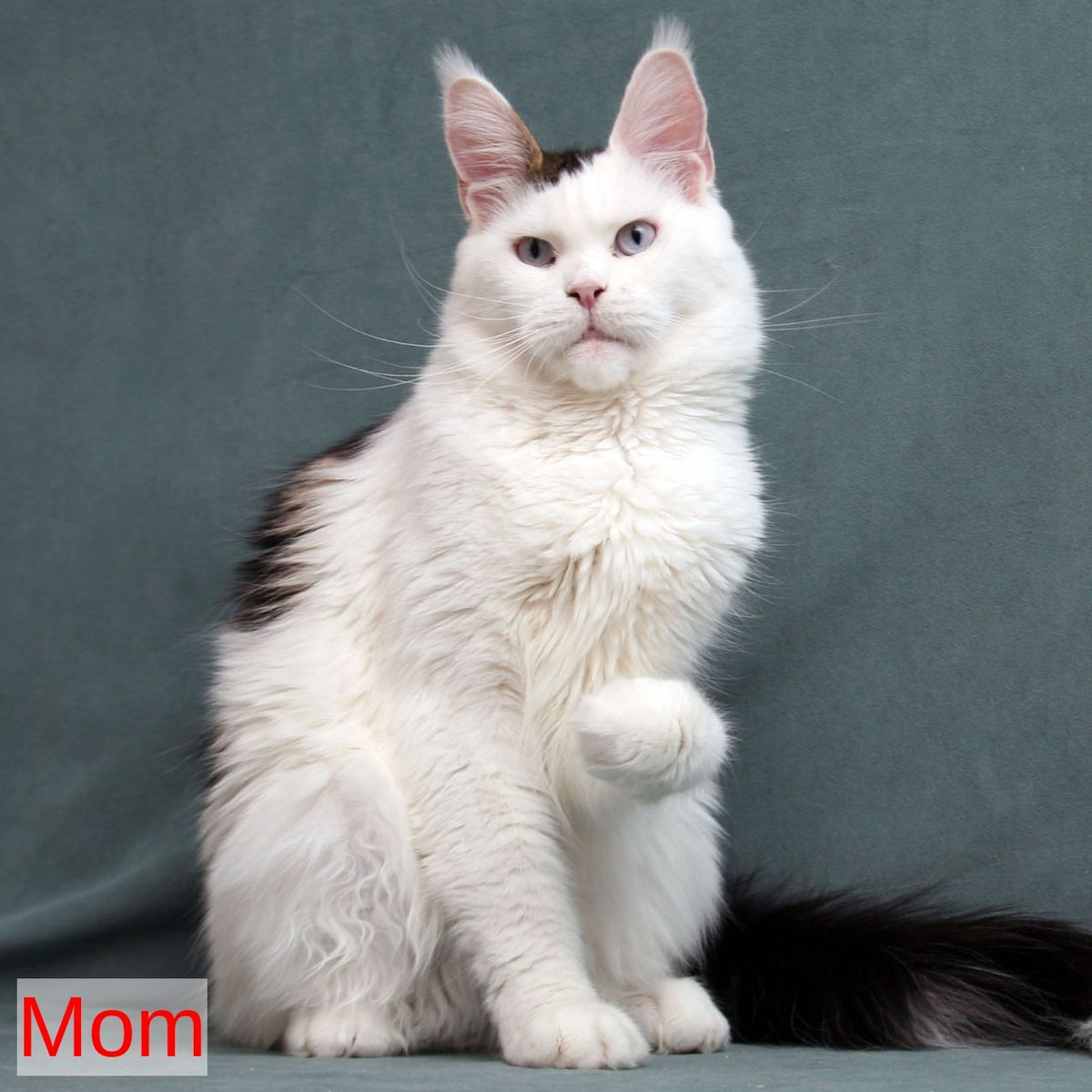 Sienna Maine Coon female, black tortie tabby bicolour