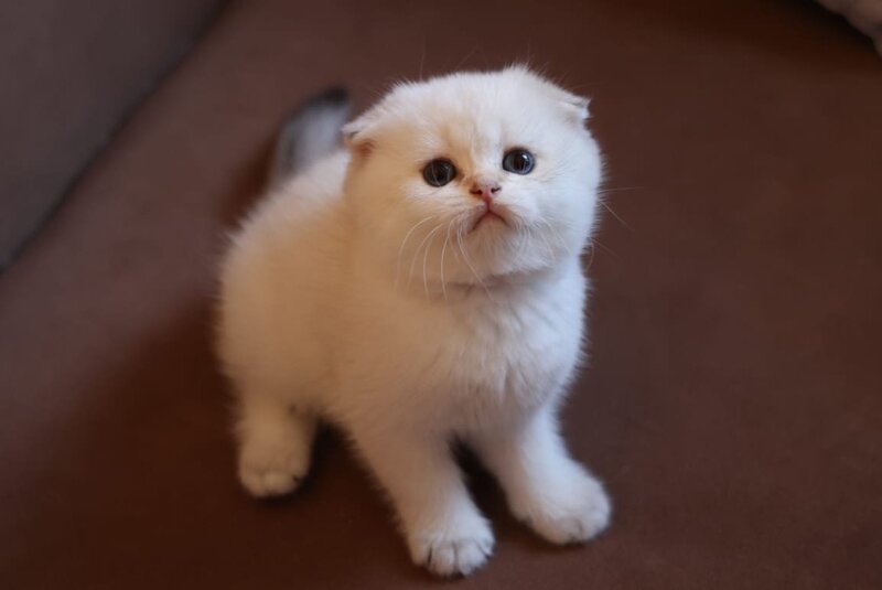 Dave Scottish Fold male, black golden ticked tabby pointed
