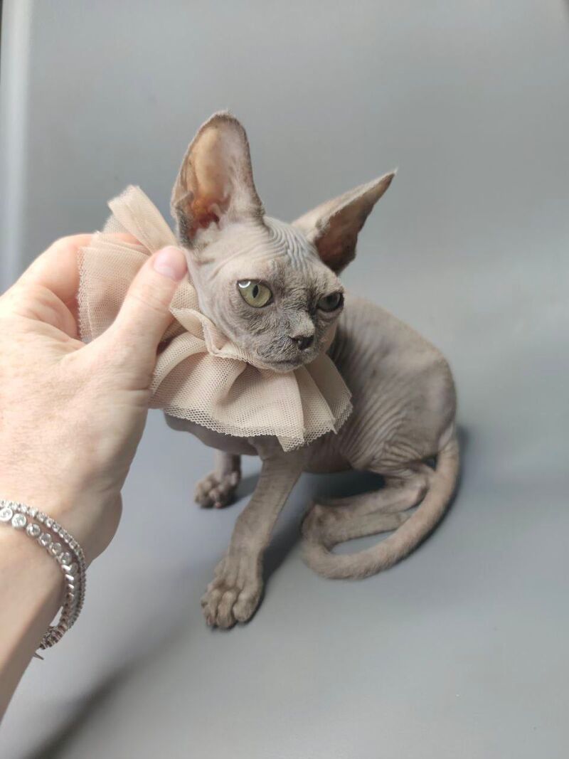 Davinci Vida Canadian Sphynx female, black