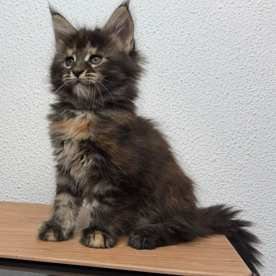 Bernadette Maine Coon female, black tortie tabby