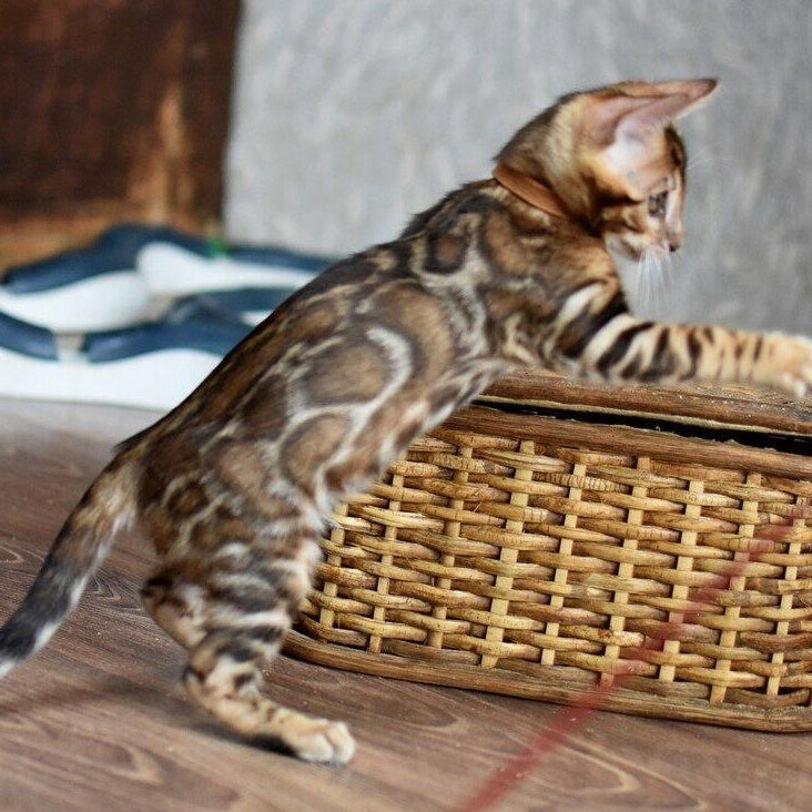Anthey Bengal male, black spotted tabby